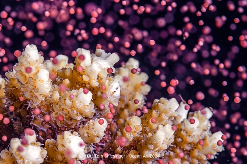 An Underwater Colorful Snowstorm